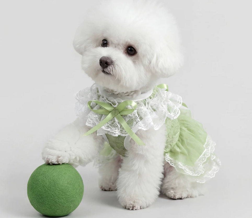 Green Lace Pet Dress