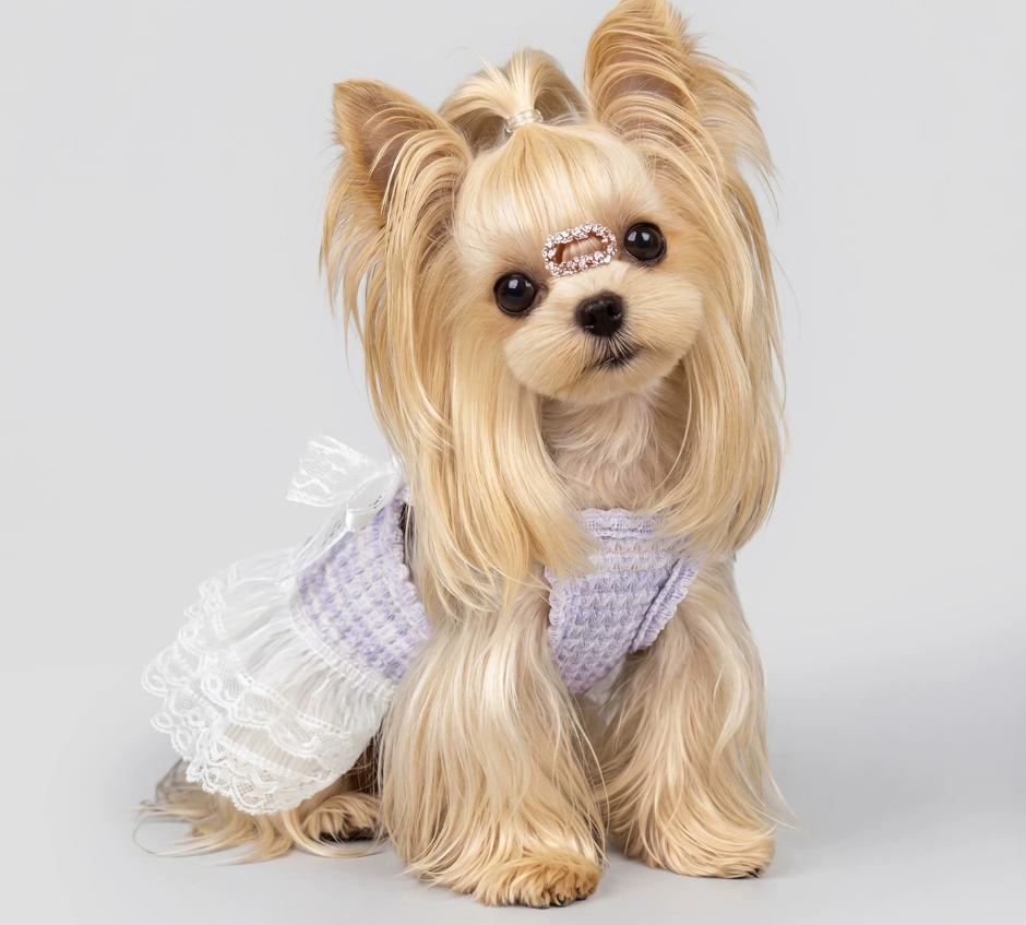 Lilac Lace Pet Dress