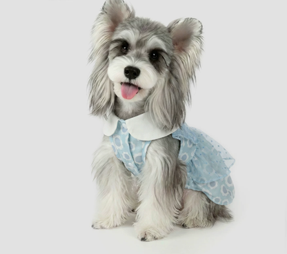 Blue Daisy Pet Dress