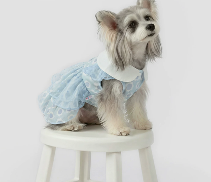 Blue Daisy Pet Dress