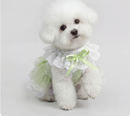 Green Lace Pet Dress