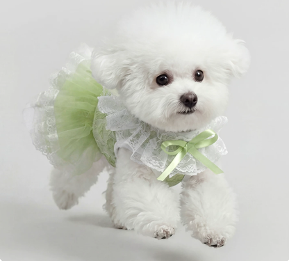 Green Lace Pet Dress